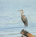 Great Blue Heron (Ardea herodias) Royalty Free Stock Photo