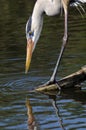 Great blue heron, ardea herodias Royalty Free Stock Photo