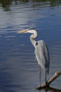 Great blue heron, ardea herodias