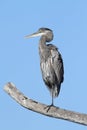 Great Blue Heron (Ardea Herodias)