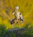 Great Blue Heron, Ardea herodias Royalty Free Stock Photo