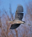 Great Blue Heron (Ardea herodias) in flight Royalty Free Stock Photo