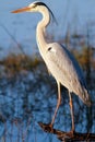 Great blue heron (Ardea herodias) Royalty Free Stock Photo