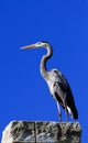 A great blue heron, ardea herodias