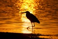 Great Blue Heron (Ardea Herodias)