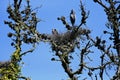 Great blue heron Ardea herodias, chicks about 3 weeks old, 1. Royalty Free Stock Photo