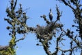 Great blue heron Ardea herodias, chicks about 3 weeks old, 2. Royalty Free Stock Photo