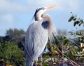 Great Blue Heron (Ardea herodias) Royalty Free Stock Photo