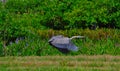 Great Blue Heron (Ardea herodias) Bird taking flight Royalty Free Stock Photo