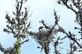 Great blue heron chicks about five weeks old, 5. Royalty Free Stock Photo