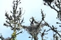 Great blue heron chicks about five weeks old, 6. Royalty Free Stock Photo