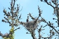 Great blue heron chicks about five weeks old, 1. Royalty Free Stock Photo