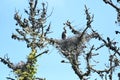 Great blue heron chicks about five weeks old, 2. Royalty Free Stock Photo