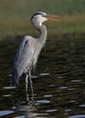 Great Blue Heron calling - Myakka River State Park, Florida Royalty Free Stock Photo