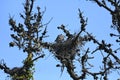 Great blue heron Ardea herodias, chicks about 4 weeks old, 19. Royalty Free Stock Photo