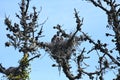 Great blue heron Ardea herodias, chicks about 4 weeks old, 28. Royalty Free Stock Photo