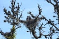 Great blue heron Ardea herodias, chicks about 4 weeks old, 35. Royalty Free Stock Photo