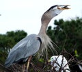 Great Blue Heron (Ardea herodias) Royalty Free Stock Photo