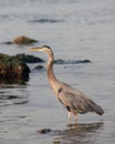 Great Blue Heron in the Shallow Waters Royalty Free Stock Photo