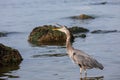 Great Blue Heron in the Shallow Waters Royalty Free Stock Photo