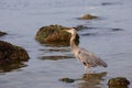 Great Blue Heron in the Shallow Waters Royalty Free Stock Photo