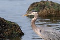 Great Blue Heron in the Shallow Waters Royalty Free Stock Photo