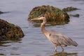 Great Blue Heron in Shallow Waters Royalty Free Stock Photo