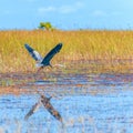 Great Blue Heron in flight.Everglades National Park.Florida.USA Royalty Free Stock Photo