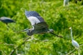 Great Blue Heron Ardea herodias flying above green trees with snowy egrets in the background Royalty Free Stock Photo