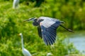 Great Blue Heron Ardea herodias flying above green trees with snowy egrets in the background Royalty Free Stock Photo