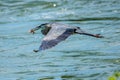 Great Blue Heron Ardea herodias flying above water with fish in its mouth Royalty Free Stock Photo