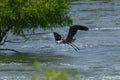 Great Blue Heron Ardea herodias flying above water with fish in its mouth Royalty Free Stock Photo