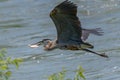Great Blue Heron Ardea herodias flying above water with fish in its mouth Royalty Free Stock Photo