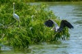 Great Blue Heron Ardea herodias flying above water with fish in its mouth. Snowy egrets in the background Royalty Free Stock Photo