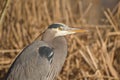 Great blue heron Ardea herodias flying Royalty Free Stock Photo