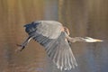 Great blue heron Ardea herodias flying Royalty Free Stock Photo