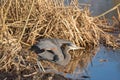 Great blue heron Ardea herodias flying Royalty Free Stock Photo