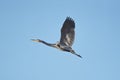 Great blue heron Ardea herodias flying Royalty Free Stock Photo