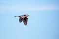 Great Blue Heron Ardea herodias flying in front of a blue, Wisconsin sky in June Royalty Free Stock Photo