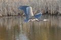 Great blue heron Ardea herodias flying Royalty Free Stock Photo