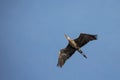 Great Blue Heron flying under a blue sky in April Royalty Free Stock Photo