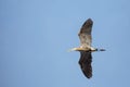 Great Blue Heron  flying under a blue sky in springtime Royalty Free Stock Photo