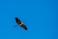 Great Blue Heron (Ardea herodias) flying under a blue sky with copy space Royalty Free Stock Photo