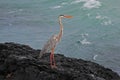 Great Blue Heron, ardea herodias, Galapagos