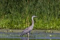 The great blue heron Ardea herodias Royalty Free Stock Photo