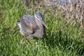 Great Blue Heron Ardea herodias hunting for lizards and gophers