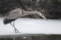 Great Blue Heron (Ardea herodias) Hunting on a Partially Frozen