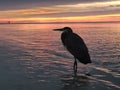 A Single Great Blue Heron in the Ocean at Sunrise! Royalty Free Stock Photo