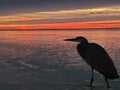 Great Big Blue Heron Bird at Sunrise! Royalty Free Stock Photo