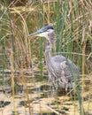 Great Blue Heron In Pond Gulping To Swallow A Fish Royalty Free Stock Photo